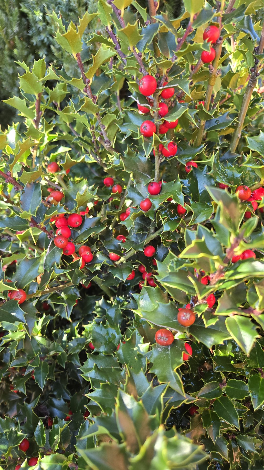 Red Beauty® Blue Holly 