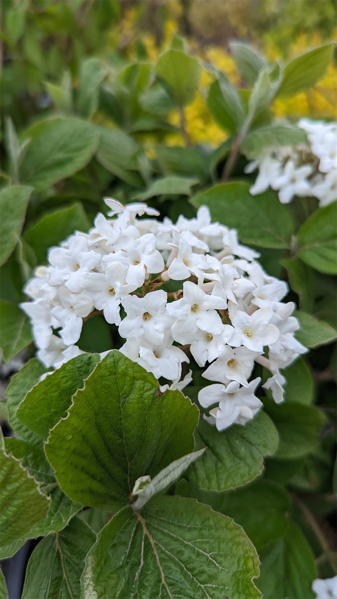 Spice Island™ Korean Spice Bush